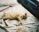 tumblr_mg6fs87nDq1r8xasyo1_500_thumb