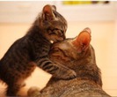 tumblr_mg6h7nQmlz1qlb5k0o1_500_thumb