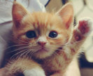 tumblr_mg40yaZIEg1qb9q0no1_500_thumb