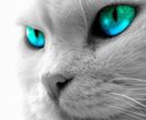 Cat_tattoo_395_thumb