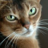 avatare_animale_706