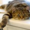 avatare_animale_714