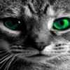 avatare_animale_731