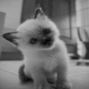 avatare_animale_720