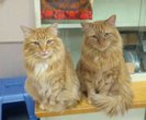 i-volunteer-at-my-local-humane-society-and-these-two-handsome-fellas-live-there-meet-simba-and-mu_th