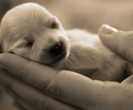 animals-pictures-cute-dog-at-hands_thumb