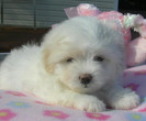coton-de-tulear-12_thumb