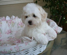 coton-de-tulear-13_thumb