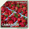 500X500_CAMAROSA_04