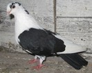 86n(f.2009)-vandut