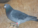 BG