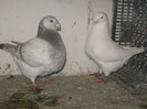 galambok 2013 002