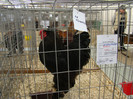 EXPO MM
