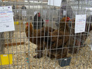 EXPO MM