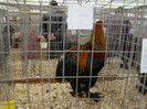 EXPO MM
