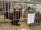 EXPO MM