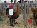EXPO MM
