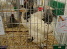 EXPO MM