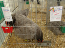 EXPO MM