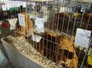 EXPO MM