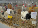 EXPO MM