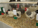 EXPO MM