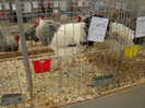 EXPO MM