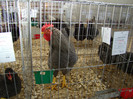 EXPO MM