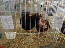 EXPO MM