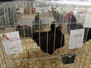 EXPO MM
