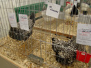 EXPO MM