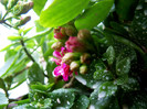 kalanchoe blossfeldiana