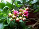 kalanchoe blossfeldiana