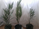 galben ,somon ,apricot