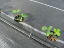 ALBION mulci: agrotextil