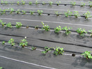 ALBION mulci: agrotextil