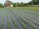 ALBION mulci: agrotextil