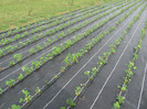 ALBION mulci: agrotextil