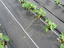 ALBION mulci: agrotextil