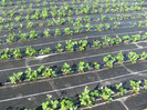 ALBION mulci: agrotextil