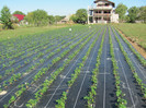 ALBION mulci: agrotextil