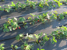ALBION mulci: agrotextil