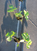 ALBION mulci: agrotextil