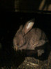 mascul 2012