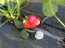 ALBION mulci: agrotextil