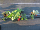 ALBION mulci: agrotextil