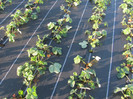 ALBION mulci: agrotextil