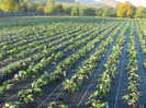 ALBION mulci: agrotextil