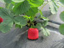 ALBION mulci: agrotextil