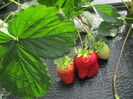 ALBION mulci: agrotextil